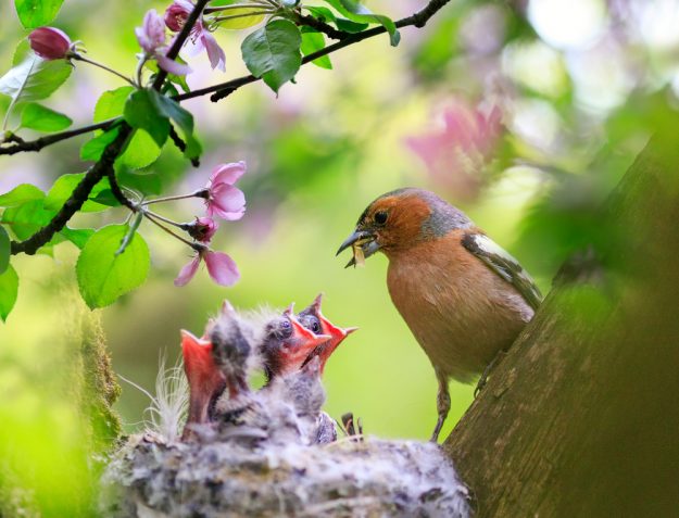 birdnesting